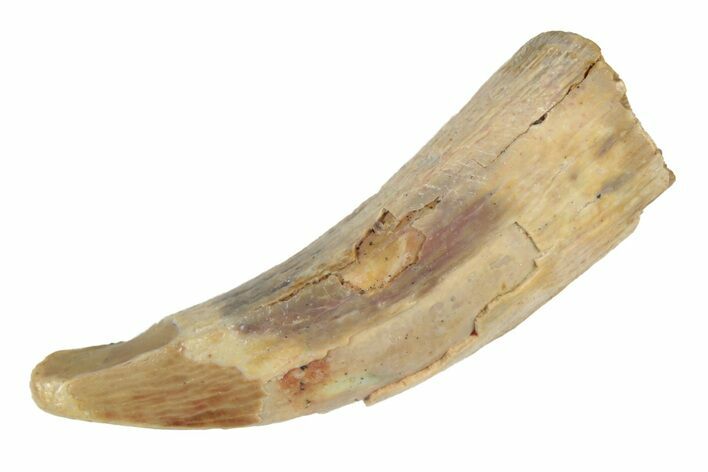 Fossil Pterosaur (Siroccopteryx) Tooth - Morocco #235001